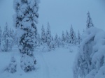 Joulukuu2014 066.JPG