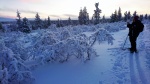 Kiilopäänkoivujen kuvausta Niilanpäällä