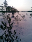 Uuransuolle